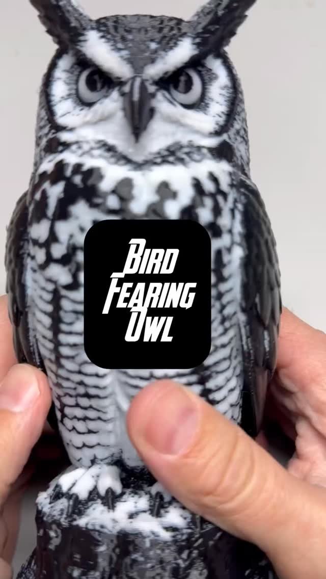 The Watchful Owl