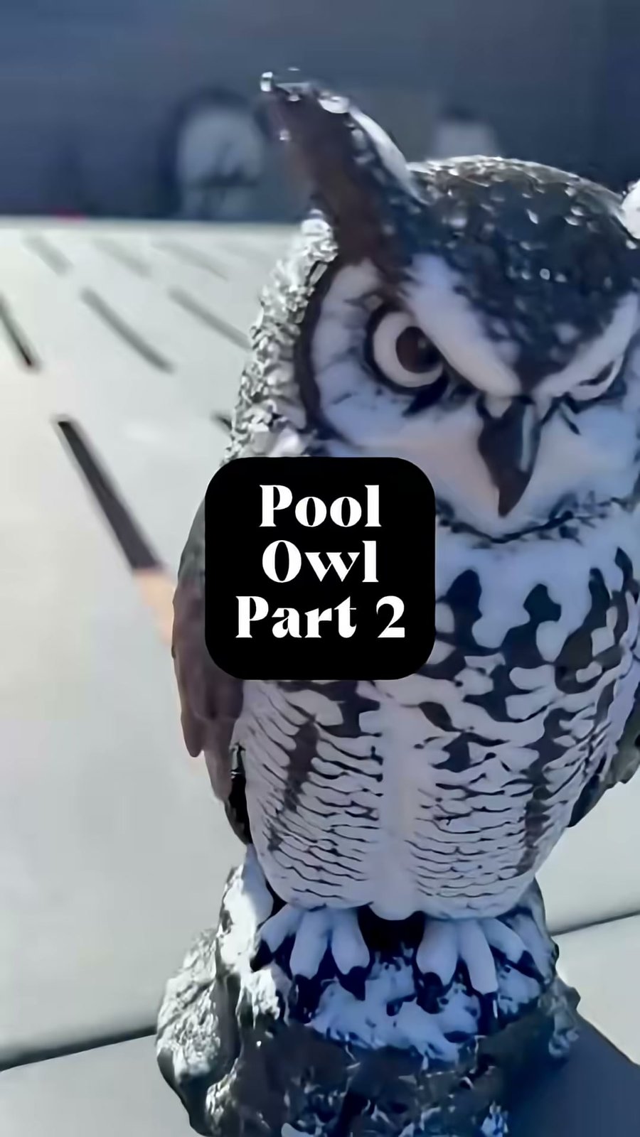 The Watchful Owl
