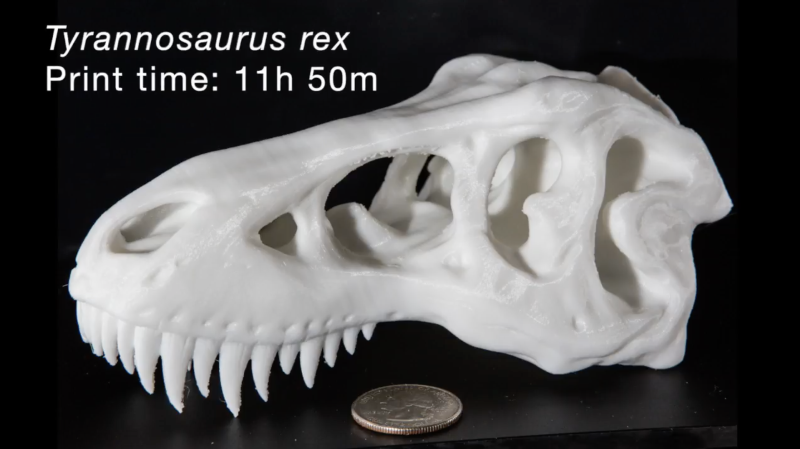 T-Rex Skull